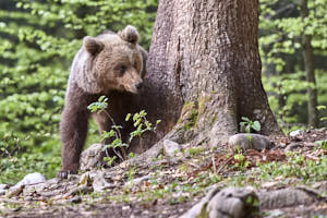 Ours brun<br>NIKON D4, 300 mm, 3200 ISO,  1/400 sec,  f : 5.6 